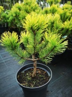 Sosna górska OPHIR szczepiona