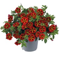 Calibrachoa CABARET SPECJAL Red Star ZWISAJĄCE SŁONECZNE KWIATY