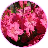 Azalia japońska Kristin 2L