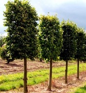 LIPA DROBNOLISTNA MIODODAJNA SADZONKI w pojemniku 20 cm miododajna