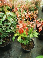 Pieris japoński RED MILL - sadzonka