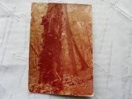 BIAŁOWIESKI PARK NARODOWY