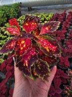 Koleus - Coleus Down Town Santa Monica