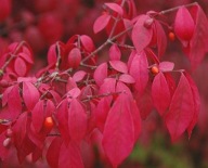 trzmielina oskrzydlona czerwona płonący krzew sadzonki w doniczkach