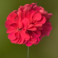 Pelargonia peltatum Temprano Hot Coral ZWISAJĄCA