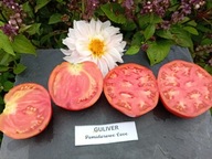 Pomidor Guliver duże sakiewki niski gruntowy nasiona kolekcjonerskie