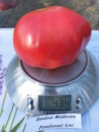 Pomidor Sandul Moldavian stara malinówka heirloom nasiona kolekcjonerskie