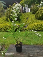 Tawuła tawuła Snowmund