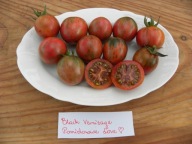 Pomidor Black Vernisage piękna plenna niezawodna kokatjlówka