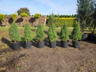 Świerk conica 45-50CM