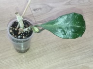 Hoya Hoja OBOVATA VARIEGATA ukorzeniona