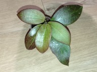 Hoya Hoja DOSSY MB 1219 ukorzeniona