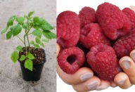 MALINA WCZESNA BEZKOLCOWA CZERWONA SADZONKA MALINY LETNIEJ SADZONKI MALIN