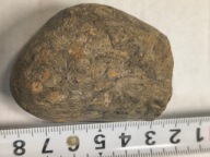 Agat mszysty muszlowy