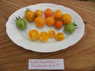 Pomidor Sunrise Bumbelbee koktajlowy plenny pyszny nasiona kolekcjonerskie