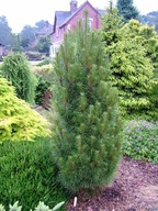 MAŁA KOLUMNA Sosna czarna 'Komet' Pinus nigra