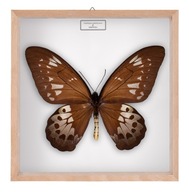Motyl w gablotce Ornithoptera goliath procus - samica