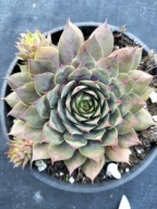 Rojnik 89 BLOOD TIP z krwisto czerwonymi brzegami liści