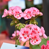 Pelargonia DUŻA INTERSPECIFIC Calliope M Pink Splash