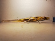 STARA SZKLANA RYBA - JASZCZUR bez nogi z PRL-u 48 cm