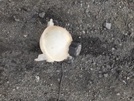 ZBIORNICZEK WYRÓWNAWCZY CITROEN C4 PICASSO 1.6HDI