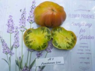 Pomidor JR 7 krzyżówka Jarsona nasiona kolekcjonerskie