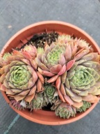 Rojnik 46 wielobarwna sprawdzona odmiana