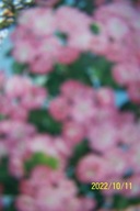 Głóg Scarlet różowy szczepiony stary okaz 300cm pienny inny