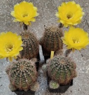 KAKTUSY. lobivia aurea v fallax