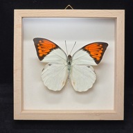 Motyl w gablotce Hebomoia Glaucippe Celebensis
