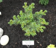 UROCZY KARZEŁEK NA BONSAI Sosna drobnokwiatowa 'Tayo Nishiki'