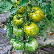 Pomidor Green Bell Pepper nasiona kolekcjonerskie