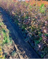 Buk purpurowy C3 70 cm 110 cm.