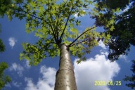 Klon szczepiony ażurowy japoński Atu kulisty inny