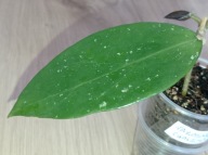 Hoya Hoja sp. NAKORNRACHASRIMA ukorzeniona