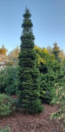 NAJPIĘKNIEJSZA KOLUMNA Jodła kaukaska 'Searling' A.nordmanniana 'Særling'