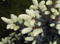 LEGENDARNA ODMIANA Świerk kłujący, srebrny 'Białobok' Picea pungens