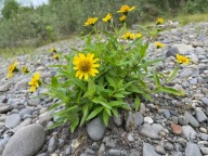 Arnika - Arnica amplexicaulis