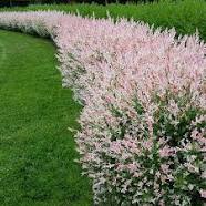 WIERZBA HAKURO SADZONKI doskonała na płoty 10 szt