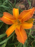 Liliowiec Pomarańczowy pająk