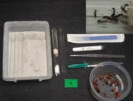 Formica sanguinea kolonia+Zestaw hodowcy dla średnio zaawansowanych