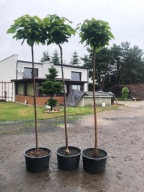 SURMIA KATALPA NANA szczepiona na pniu 200 - 220cm