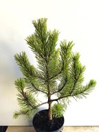 Sosna górska WINTER GOLD szczepiona DUŻA sadzonka