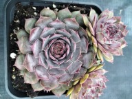 Rojnik 234 BLUE BALOU niebiesko fioletowe dość duże rozety