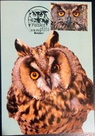 Kartka maximka Fi. 4645 - Sowa uszata