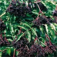 Bez czarny 'Sampo', 2L