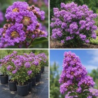 Lagerstroemia indyjska fioletowa BEZ POLUDNIA POJ.2L