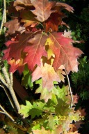 Dąb czerwony barwny kolumnowy mini szczepiony inny