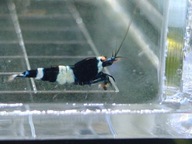 Krewetki Caridina Black Panda OE 10szt. - RARYTAS !!!