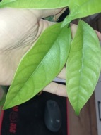 Hoya Hoja sp NS05 213 cięta